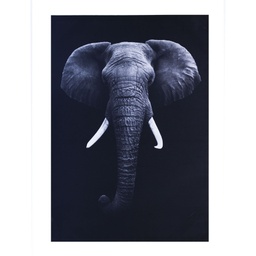 [CAEF012] Elefant cuadro // MP